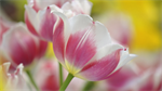 Fond d'cran gratuit de Fleurs - Tulipes numro 65138